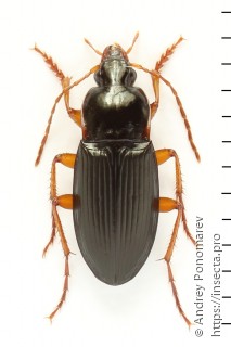 Calathus erratus