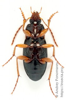 Calathus erratus