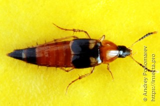 Lordithon lunulatus