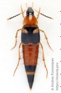 Lordithon lunulatus