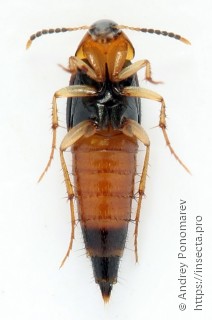 Lordithon lunulatus