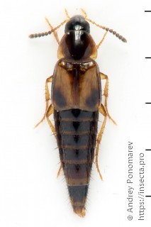 Lordithon thoracicus