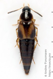 Lordithon thoracicus