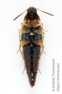 Lordithon thoracicus