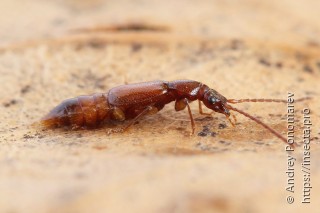 Имаго  Anthophagus caraboides