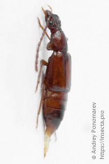 Anthophagus caraboides