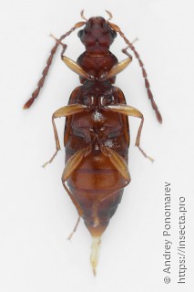 Anthophagus caraboides