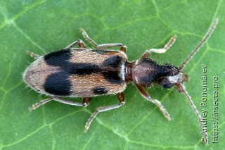 Notoxus monoceros