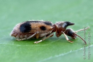 Notoxus monoceros