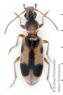 Notoxus monoceros