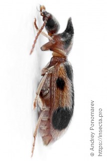 Notoxus monoceros