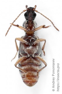 Notoxus monoceros