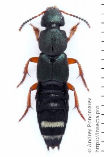 Platydracus fulvipes