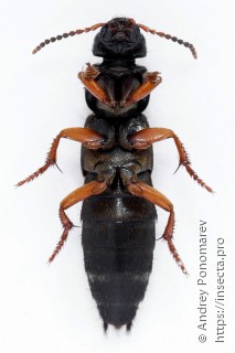 Platydracus fulvipes