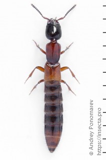 Xantholinus laevigatus