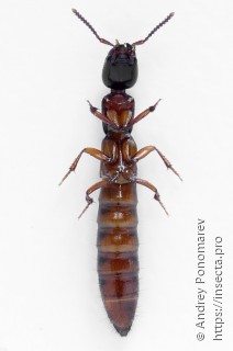 Xantholinus laevigatus