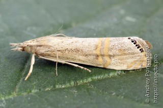 Euchromius ocellea