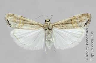 Euchromius ocellea