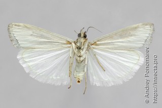 Euchromius ocellea