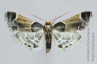 Pyralis farinalis