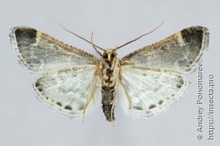 Pyralis farinalis