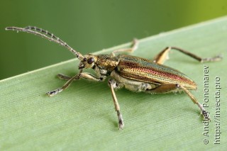 Donacia aquatica