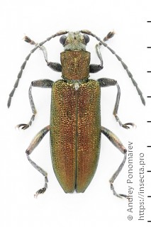 Donacia vulgaris