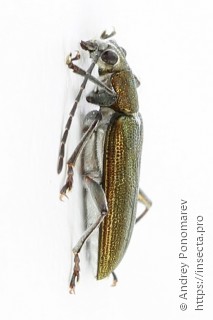 Donacia vulgaris