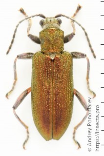 Donacia vulgaris