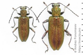 Donacia vulgaris