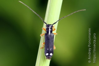 Menesia bipunctata