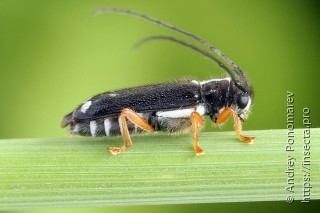 Menesia bipunctata