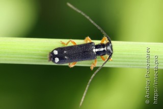 Menesia bipunctata