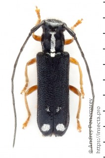 Menesia bipunctata