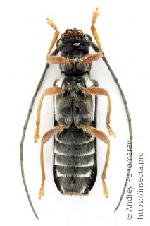 Menesia bipunctata