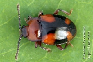 Mycetina cruciata