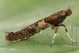 Caloptilia falconipennella