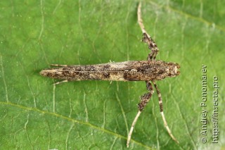 Имаго  Caloptilia falconipennella