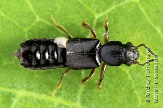 Bledius gallicus