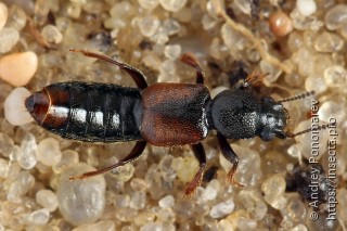 Bledius tricornis