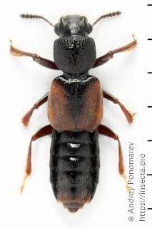 Bledius tricornis