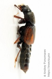 Bledius tricornis