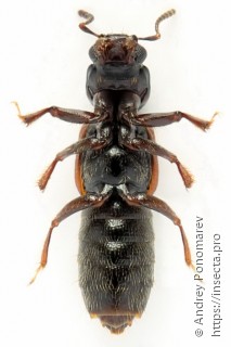 Bledius tricornis