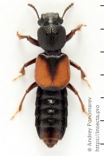 Bledius tricornis