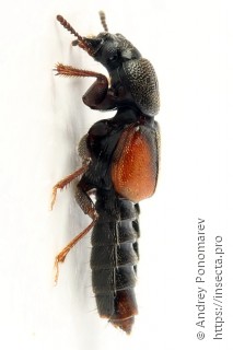 Bledius tricornis