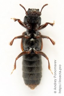 Bledius tricornis