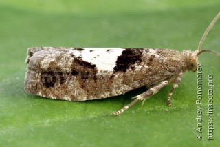 Epinotia brunnichana