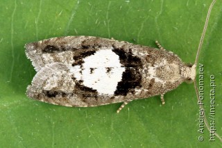 Epinotia brunnichana