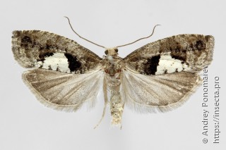 Epinotia brunnichana