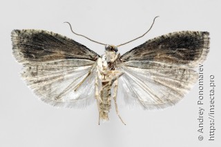 Epinotia brunnichana